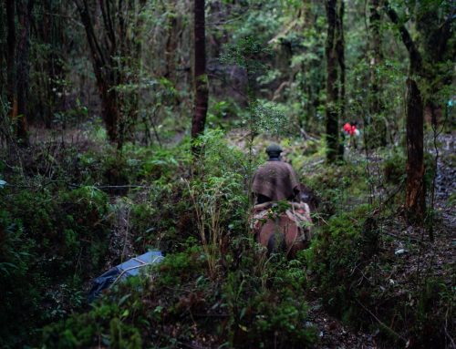 Hacienda Puchegüín y el Valle de Cochamó: una historia de batallas y victorias de conservación