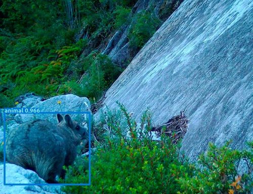 Monitoreo en Hacienda Puchegüín registró tres especies nativas en peligro de conservación