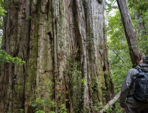 Alerces de Puchegüín: a crucial refuge for mitigating the effects of climate change