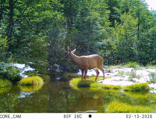 Inéditos registros de huemul confirman conectividad entre dos valles de Puchegüín